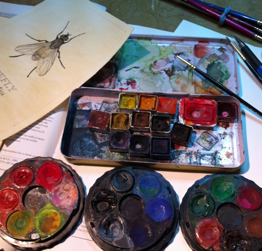 My watercolor set and scientific illustration of the House Fly
